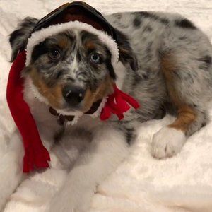 Meet your Posher, Luna